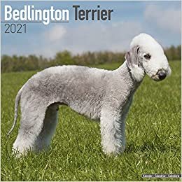 Bedlington Terrier 2021 - 16-Monatskalender: Original Avonside-Kalender [Mehrsprachig] [Kalender] (Wall-Kalender) indir