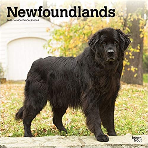 Newfoundlands 2020 Calendar
