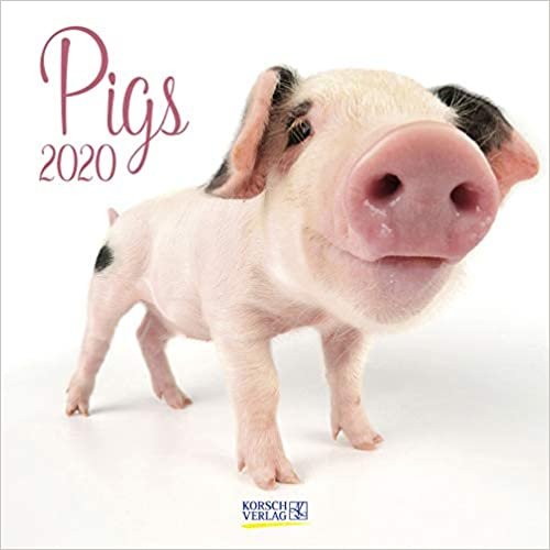 Pigs 2020: Broschuerenkalender mit Ferienterminen. Suesse Nahaufnahmen von Ferkeln vor weissen Hintergrund