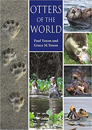 indir Yoxon, P: Otters of the World