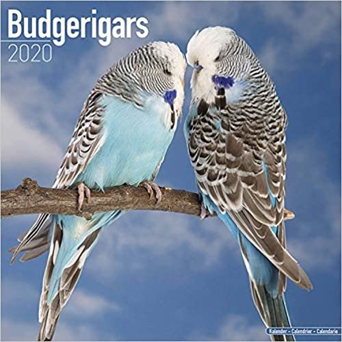 ダウンロード  Budgerigars Calendar 2020 本