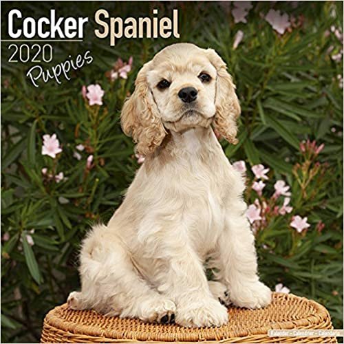 ダウンロード  Cocker Spaniel Puppies Calendar 2020 本