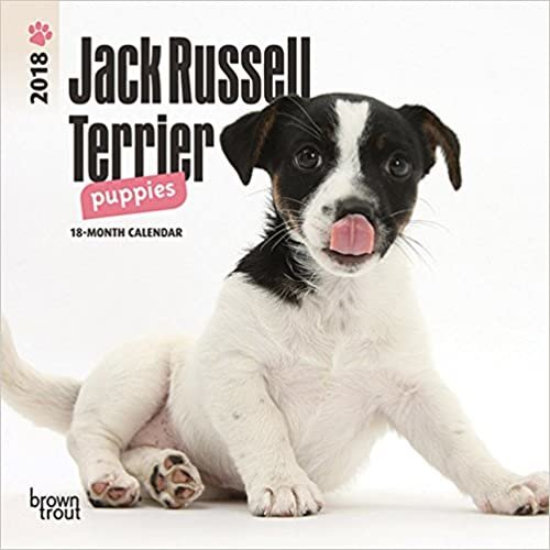 indir Jack Russell Terrier Puppies 2018 Mini Wall Calendar