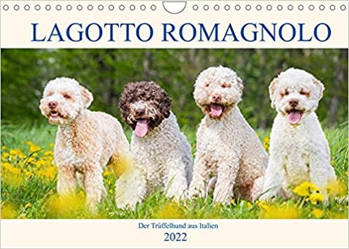 Lagotto Romagnolo - Der Trueffelhund aus Italien (Wandkalender 2022 DIN A4 quer): In 13 wunderschoenen Fotos stellt die Tierfotografin Sigrid Starick diese liebenswerte Hunderasse vor. (Monatskalender, 14 Seiten )