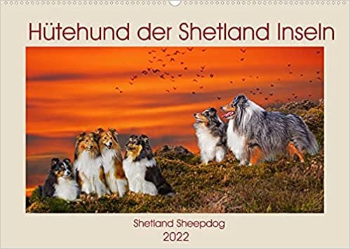 Huetehund der Shetland Inseln - Shetland Sheepdog (Wandkalender 2022 DIN A2 quer): In 13 wunderschoenen Fotos stellt die Tierfotografin Sigrid Starick diese liebenswerte Hunderasse vor. (Monatskalender, 14 Seiten )