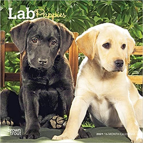 ダウンロード  Lab Puppies 2021 Calendar 本