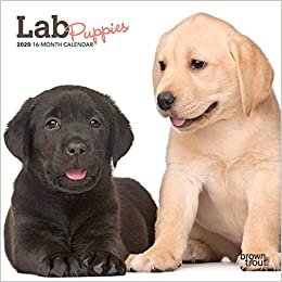 Lab Puppies 2020 Calendar