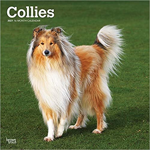 Collies 2021 - 16-Monatskalender mit freier DogDays-App: Original BrownTrout-Kalender [Mehrsprachig] [Kalender] (Wall-Kalender) indir