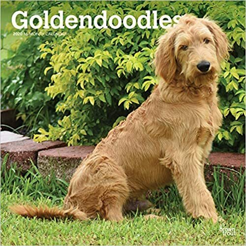 Goldendoodles 2020 Calendar