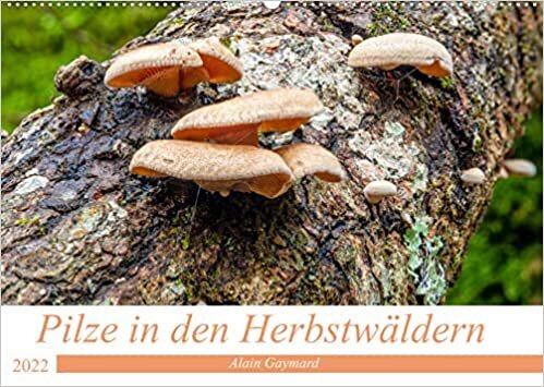 Pilze in den Herbstwaeldern (Wandkalender 2022 DIN A2 quer): Ein Ueberblick ueber die Pilze, die unsere Waelder fuellen (Monatskalender, 14 Seiten )