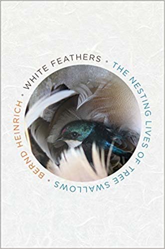 تحميل White Feathers: The Nesting Lives of Tree Swallows