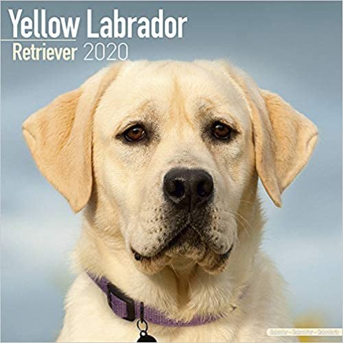 Yellow Labrador Retriever Calendar 2020
