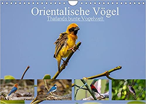ダウンロード  Orientalische Voegel - Thailands bunte Vogelwelt (Wandkalender 2022 DIN A4 quer): Die erstaunlich farbenfrohe Vogelwelt in Thailand (Geburtstagskalender, 14 Seiten ) 本