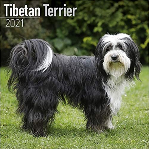 Tibetan Terrier 2021 Wall Calendar