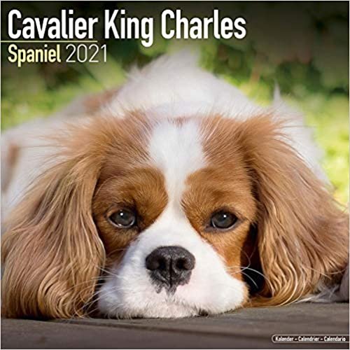 ダウンロード  Cavalier King Charles Spaniel 2021 Wall Calendar 本