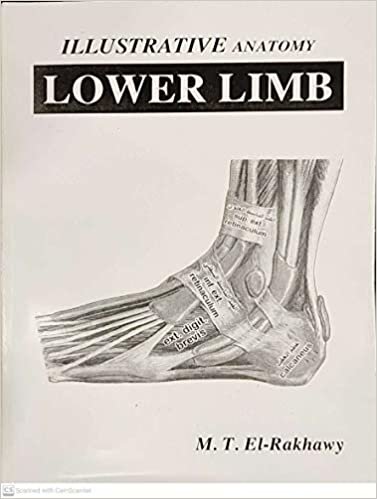 Illustrarive Anatomy Lower Limb