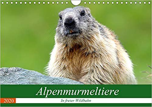Alpenmurmeltiere in freier Wildbahn (Wandkalender 2020 DIN A4 quer): Einblick in das Reich der putzigen Alpenbewohner (Monatskalender, 14 Seiten ) (CALVENDO Tiere) indir