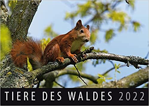 ダウンロード  Tiere des Waldes 2022: Wandkalender 本