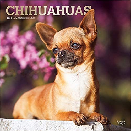 Chihuahuas 2021 Calendar: Foil Stamped Cover