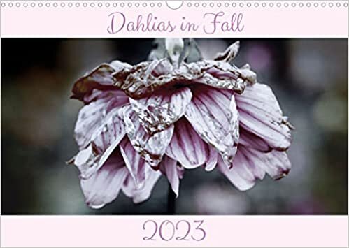 Dahlias in Fall (Wall Calendar 2023 DIN A3 Landscape): Fading dahlias in late autumn (Monthly calendar, 14 pages ) ダウンロード