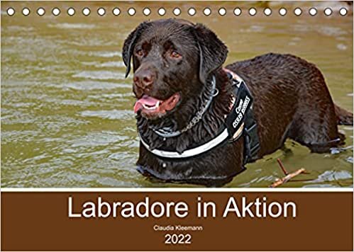 Labradore in Aktion (Tischkalender 2022 DIN A5 quer): Glueckliche Labrador Retriever beim Spiel beobachtet (Monatskalender, 14 Seiten ) ダウンロード