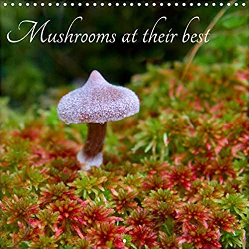 ダウンロード  Mushrooms at their best (Wall Calendar 2021 300 × 300 mm Square): Mushrooms and their variations in top condition (Monthly calendar, 14 pages ) 本
