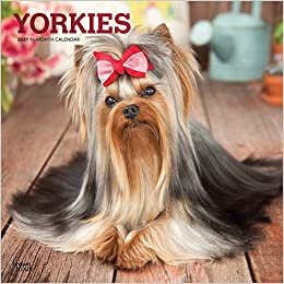 indir Yorkshire Terriers - Yorkshire Terrier 2021 - 16-Monatskalender mit freier DogDays-App: Original BrownTrout-Kalender [Mehrsprachig] [Kalender] (Wall-Kalender)