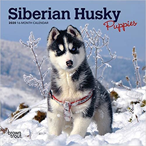 ダウンロード  Siberian Husky Puppies 2020 Calendar 本