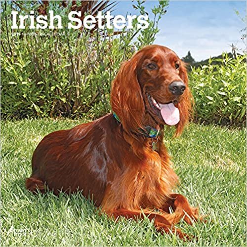 ダウンロード  Irish Setters 2019 Calendar 本