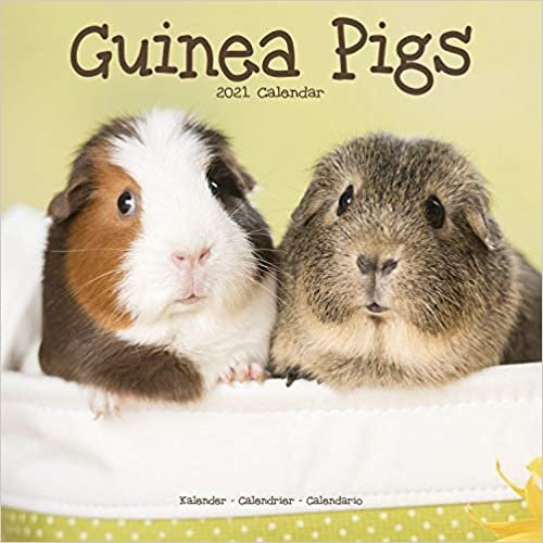 Guinea Pigs 2021 Wall Calendar ダウンロード