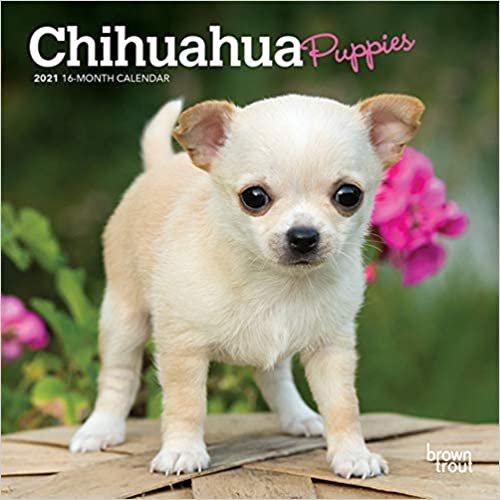 ダウンロード  Chihuahua Puppies 2021 Calendar 本