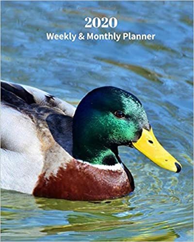 2020 Weekly and Monthly Planner: Mallard Duck - Monthly Calendar with U.S./UK/ Canadian/Christian/Jewish/Muslim Holidays– Calendar in Review/Notes 8 x 10 in.-Wildlife Birds Nature indir