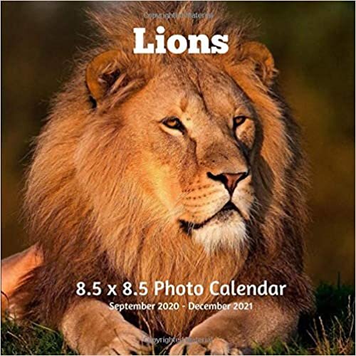 Lions 8.5 X 8.5 Calendar September 2020 -December 2021: Monthly Calendar with U.S./UK/ Canadian/Christian/Jewish/Muslim Holidays-Big Cats Animals Nature indir