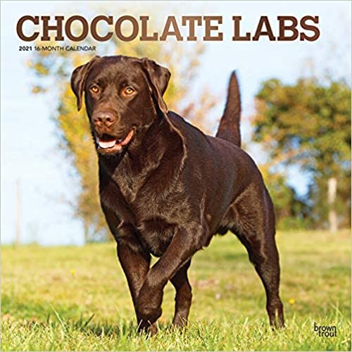 ダウンロード  Chocolate Labrador Retrievers 2021 Calendar: Foil Stamped Cover 本