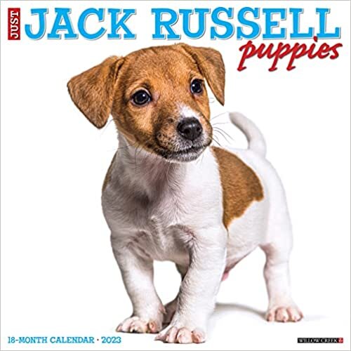Just Jack Russell Puppies 2023 Wall Calendar ダウンロード