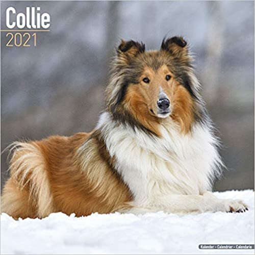 Collie 2021 Wall Calendar (Square) ダウンロード