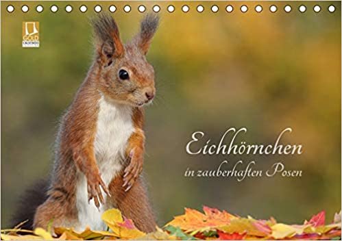 indir Eichhörnchen in zauberhaften Posen (Tischkalender 2021 DIN A5 quer): Liebenswerte und witzige Großaufnahmen von den kleinen Freunden (Monatskalender, 14 Seiten )