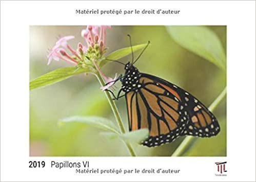 indir papillons vi 2019 edition blanche calendrier mural timokrates calendrier photo c