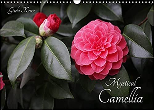 ダウンロード  Mystical Camellia (Wall Calendar 2023 DIN A3 Landscape): The mystical magic of camellia blossoms (Monthly calendar, 14 pages ) 本
