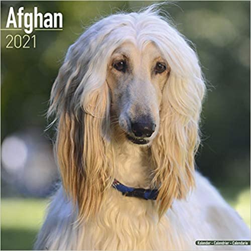 indir Afghan - Afghanen 2021: Original Avonside-Kalender [Mehrsprachig] [Kalender] (Wall-Kalender)