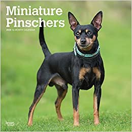 ダウンロード  Miniature Pinschers 2020 Calendar 本