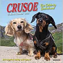 Crusoe the Celebrity Dachshund 2022 Mini Wall Calendar ダウンロード