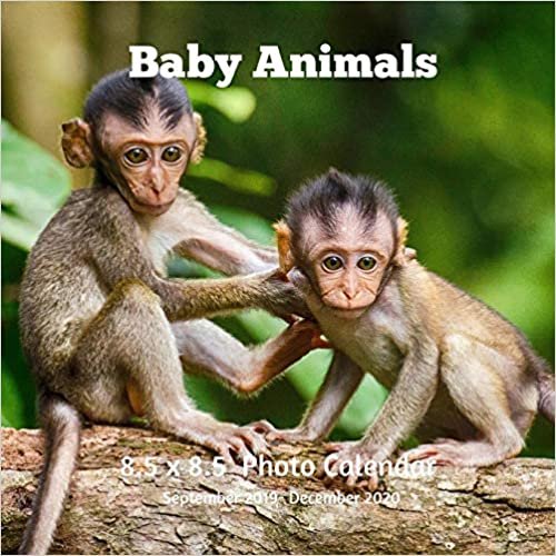 Baby Animals 8.5 X 8.5 Calendar September 2019 -December 2020: Monthly Calendar with U.S./UK/ Canadian/Christian/Jewish/Muslim Holidays-Horses Animal Nature indir