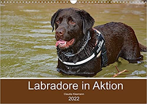 ダウンロード  Labradore in Aktion (Wandkalender 2022 DIN A3 quer): Glueckliche Labrador Retriever beim Spiel beobachtet (Monatskalender, 14 Seiten ) 本