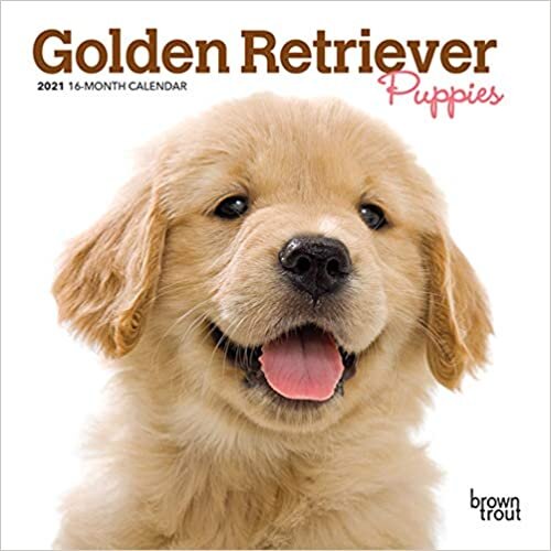 ダウンロード  Golden Retriever Puppies 2021 Calendar 本
