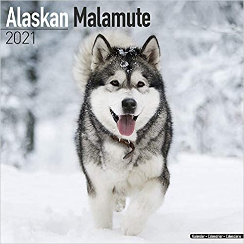 ダウンロード  Alaskan Malamute 2021 Wall Calendar (Square) 本