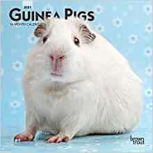 ダウンロード  Guinea Pigs 2021 Calendar 本