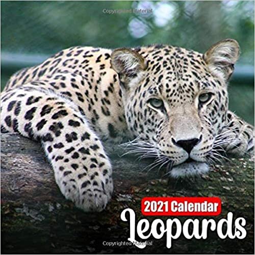 Calendar 2021 Leopards: Cute Leopard Photos Monthly Mini Calendar indir