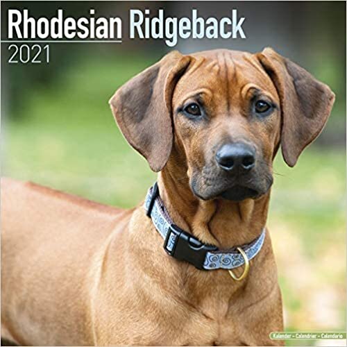 ダウンロード  Rhodesian Ridgeback 2021 Wall Calendar 本
