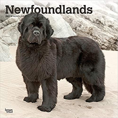 indir Newfoundlands - Neufundländer 2021 - 16-Monatskalender mit freier DogDays-App: Original BrownTrout-Kalender [Mehrsprachig] [Kalender] (Wall-Kalender)